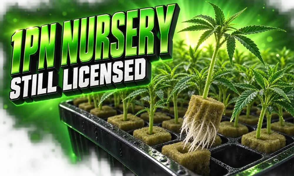 LEEF Lifted 1PN cannabis nursery Watsonville license status