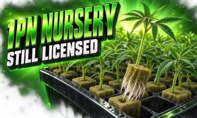 LEEF Lifted 1PN cannabis nursery Watsonville license status