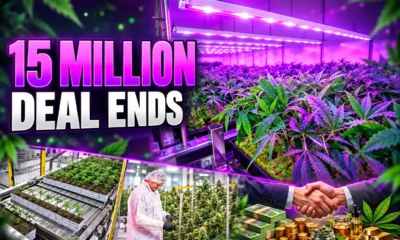 Cann Group 15 million Obsidian deal ends buyout